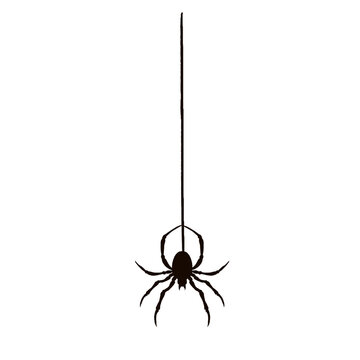 Spider silhouette is dangling from thin silk thread in flat design with transparent background