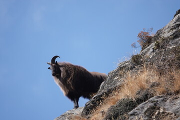 Himalayan Tahr in the Mountains