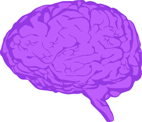 Purple-toned brain artwork is showing cortex grooves from side view, transparent background