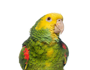 Yellow crowned amazon parrot showing its colorful plumage on white background