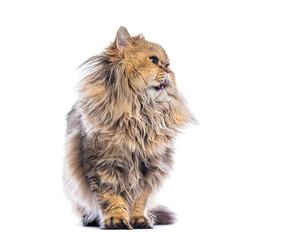 Persian cat sitting and licking its nose on a white background, looking to the side