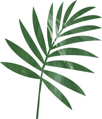 Flat botanical design showing palm frond on transparent background, displaying mottled green leaves