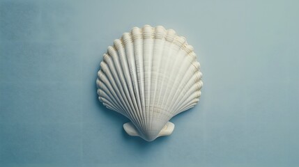 Beautiful White Scallop Shell on a Soft Blue Background