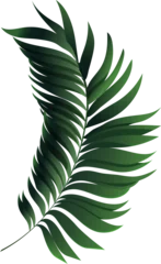 Fotobehang Aroma Tropical palm leaf frond is being shown in 3D style with gradient shading on transparent background  © vectorfusionart