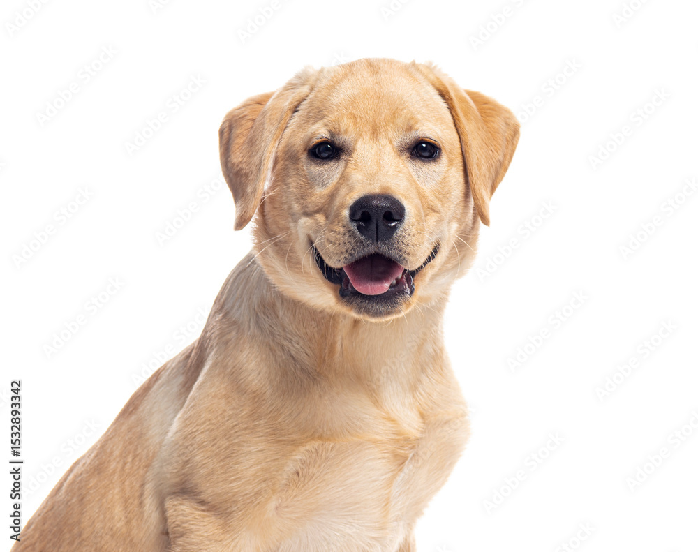Poster labrador retriever puppy smiling on white background