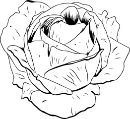 Sketch-style line art is showing stylized rose bloom with layered petals on transparent background