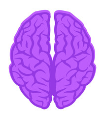 Stylized purple brain is showing detailed gyri and sulci in top-down view, transparent background