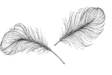 Obraz premium Miniature feather illustration in black and white hand-drawn outline style