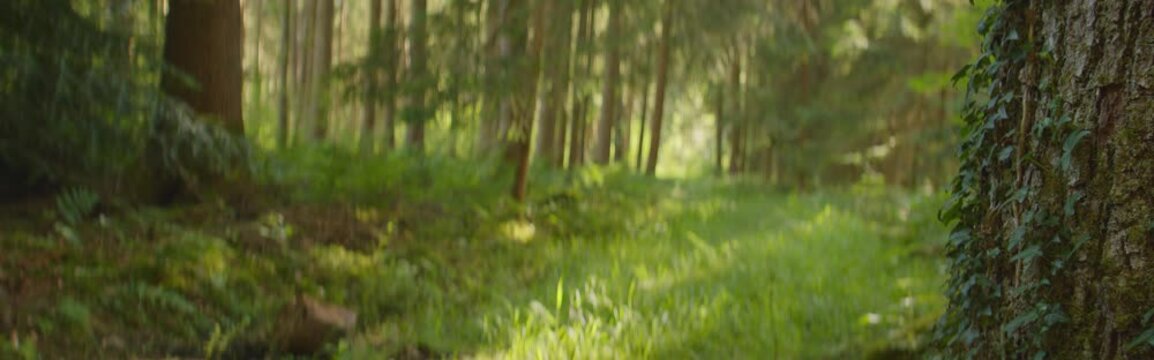 Anamorphic dolly shot: forest in summer