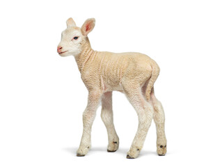 Lamb walking on white background, farm animal theme