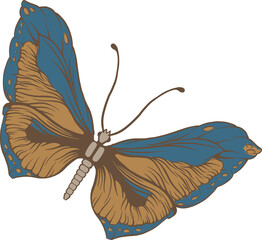 Butterfly spreading blue and gold orange wings with veins in flat style, transparent background © vectorfusionart