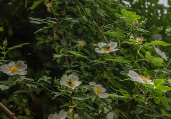 Wild White Roses with Green Beetles in Lush Garden Shrub