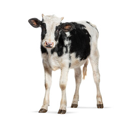 Young black and white calf standing on white background