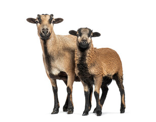 Cameroon sheep ewe and lamb standing on white background