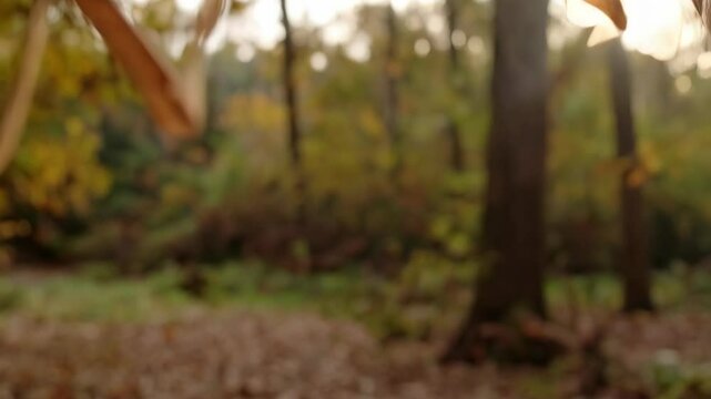 Close up shot of maple samaras hanging from a tree branch in a wooded forest at daytime in autumn season.