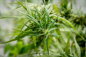 CANNABIS PLANT