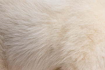 Naklejka na ściany i meble Close up of white dog fur texture showing softness and detail