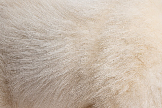 Close up of white dog fur texture showing softness and detail - Powered by Adobe