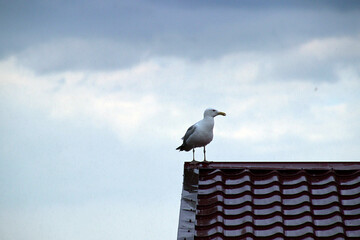 Obraz premium Seagull perched on a rooftop against a cloudy sky during late afternoon