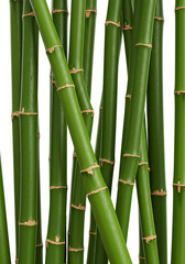 Fototapeta premium Green bamboo stalks isolated on white