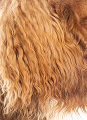 Long wavy dog fur close up showing texture and color