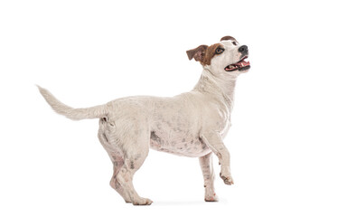 Jack russell terrier standing on two legs and wagging its tail