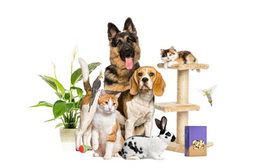 Large group of domestic animals including dogs, cats, birds and rabbit, posing together with food,...