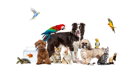 Fototapeta na wymiar Large group of pets posing together on white background