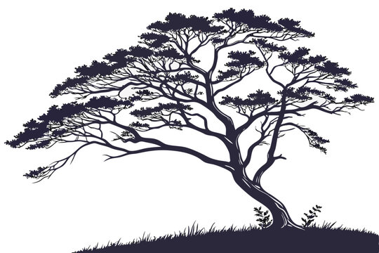 Silhouette of a windswept tree on a hill