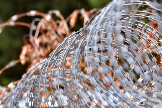 Razor wire on top of a wall with greenery in the background