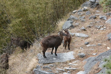 Family of Musk Deers, Everest Region