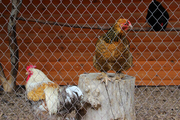 Chickens resting on a wooden stump in a fenced outdoor coop during a sunny day