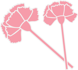 Pair of pink carnation blossoms are crossing on transparent background in flat sticker-style vector