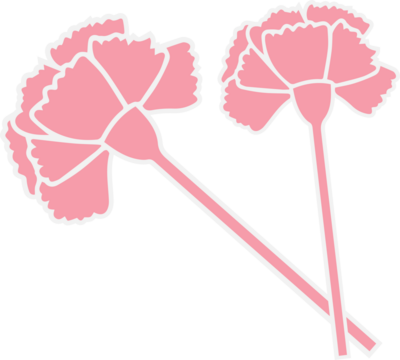 Pair of pink carnation blossoms are crossing on transparent background in flat sticker-style vector