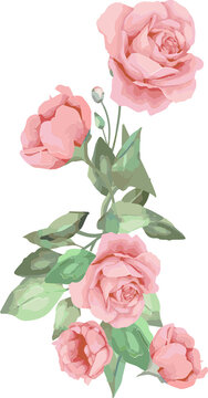 Fototapeta Watercolor pink rose cluster is showing green leaves, stems and rosebud on transparent background