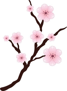 Flat illustration is showing brown branch bearing pink cherry blossoms on transparent background