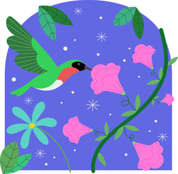 Fototapeta Green hummingbird is hovering near pink trumpet flowers on vine in blue arch, transparent backdrop