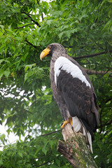 Majestic eagle perches on a tree branch in a lush green forest during a calm afternoon