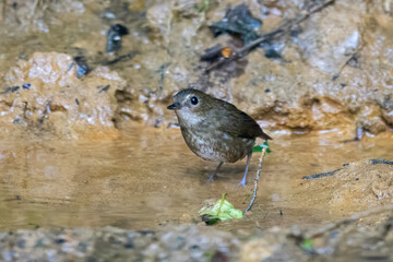 lesser shortwing or Brachypteryx leucophris seen in Karimganj, Assam, India