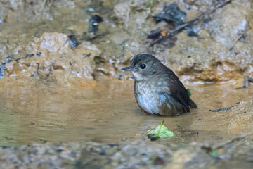 lesser shortwing or Brachypteryx leucophris seen in Karimganj, Assam, India