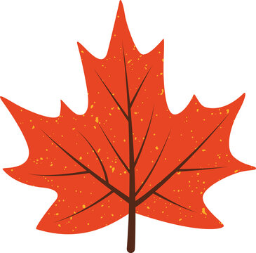 Fototapeta Maple leaf is being shown in vector design, brown-veined yellow-speckled on transparent background