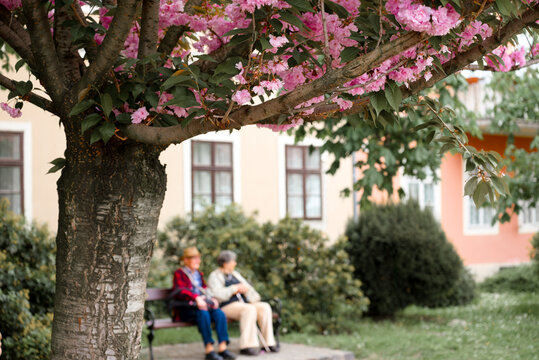 Blossoming cherry tree and defocused senior couple sitting on the bench