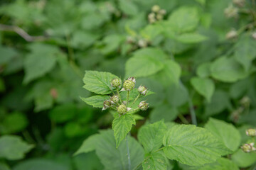 Unripe Green Raspberries Growing on Bush with Leafy Background