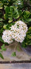 white flower jade plant flower © mohdfaizull