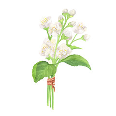 Watercolor bouquet of jasmine twigs with white flowers and green leaves. Hand-drawn illustration of aromatherapy plant, herbal cosmetic, tea , healing chakras clipart. Design element