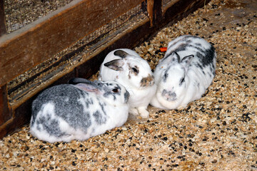 Three adorable rabbits enjoying a cozy moment in a rustic barn environment during the late afternoon