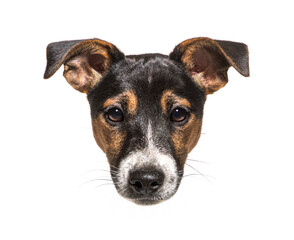 Adorable jack russell terrier puppy posing on white background