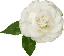 Realistic white vector rose is being displayed on transparent background, featuring green leaves
