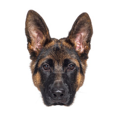 German shepherd dog looking at camera, white background