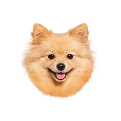 Obraz premium Adorable pomeranian dog showing tongue on white background